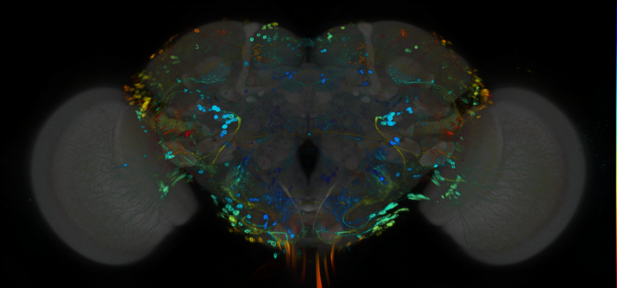 P{GMR42B08-GAL4} expression pattern