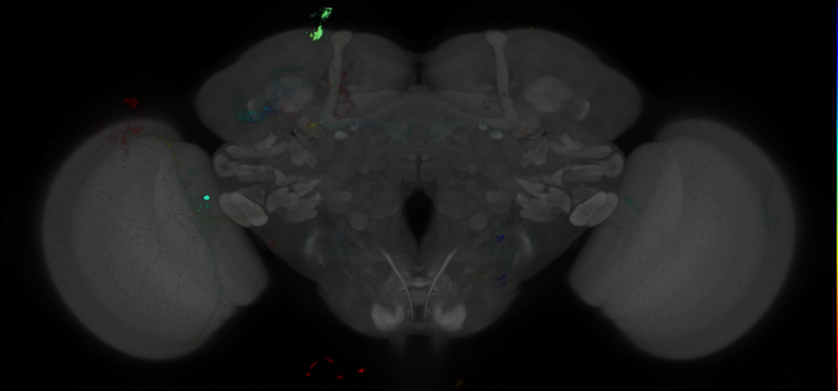 P{GMR42C01-GAL4} expression pattern