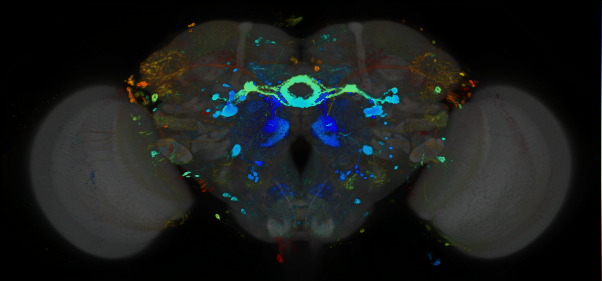 P{GMR42D01-GAL4} expression pattern