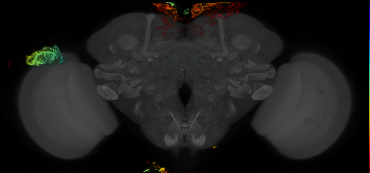 P{GMR42D02-GAL4} expression pattern