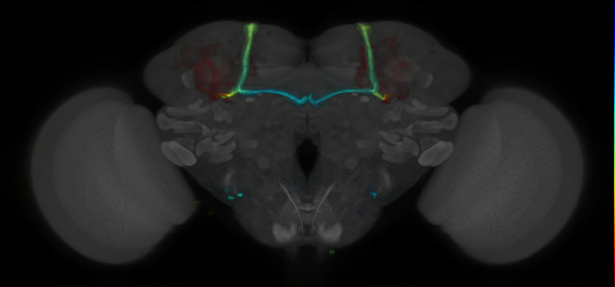 P{GMR42F07-GAL4} expression pattern