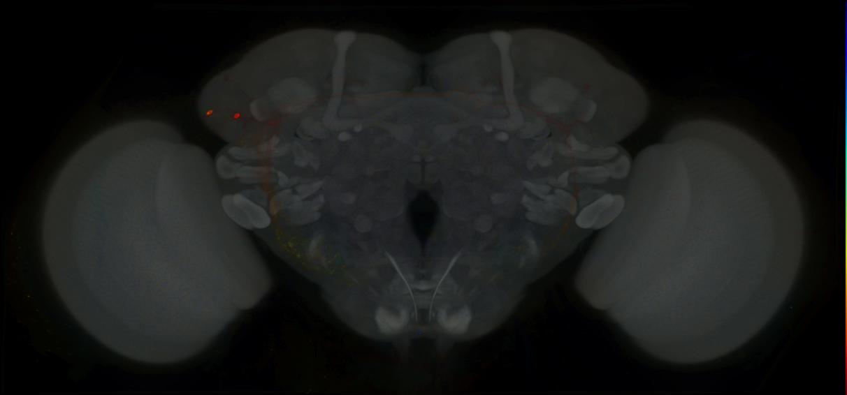 P{GMR43C07-GAL4} expression pattern