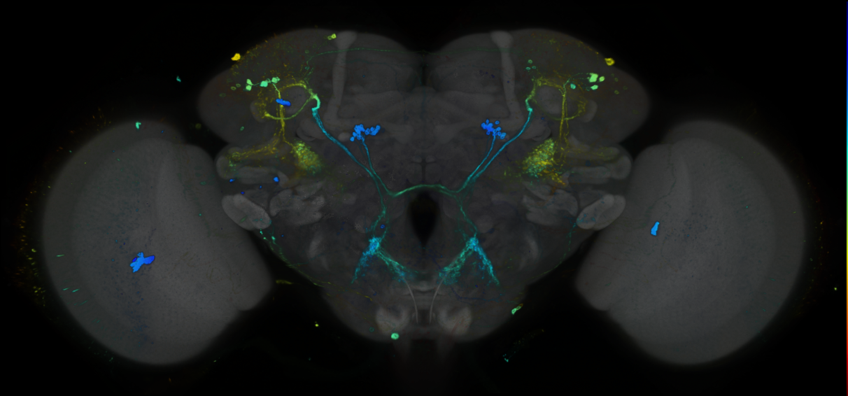 P{GMR43D01-GAL4} expression pattern