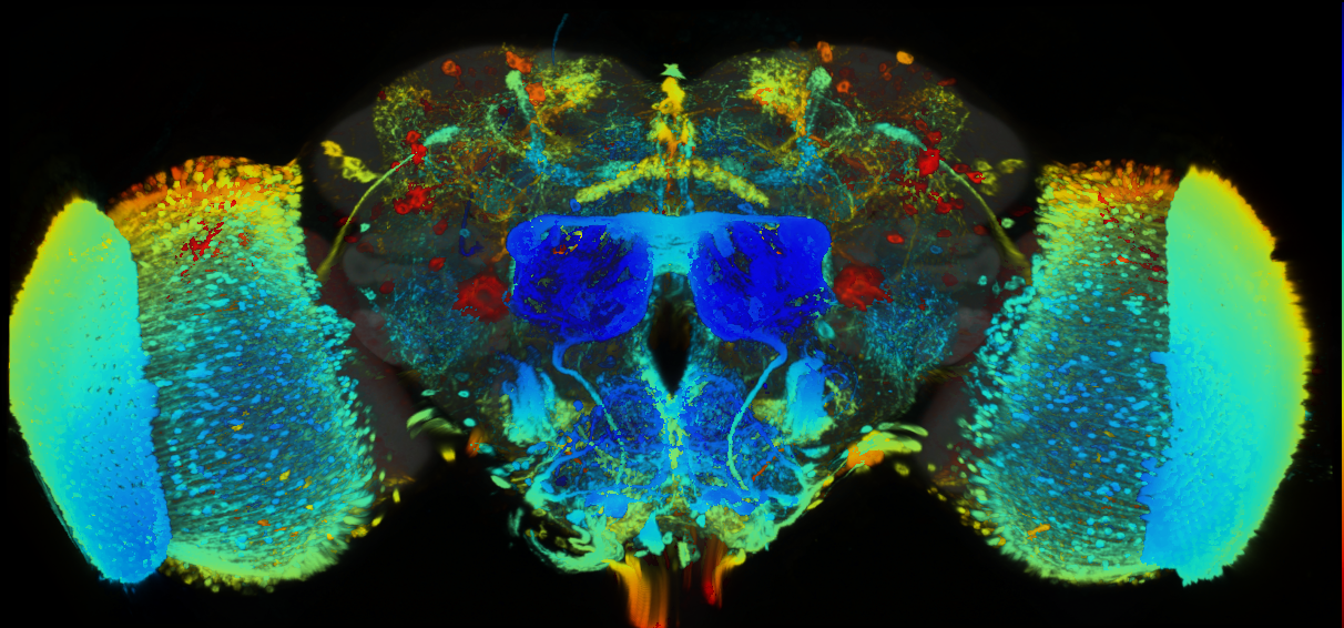 P{GMR43F01-GAL4} expression pattern