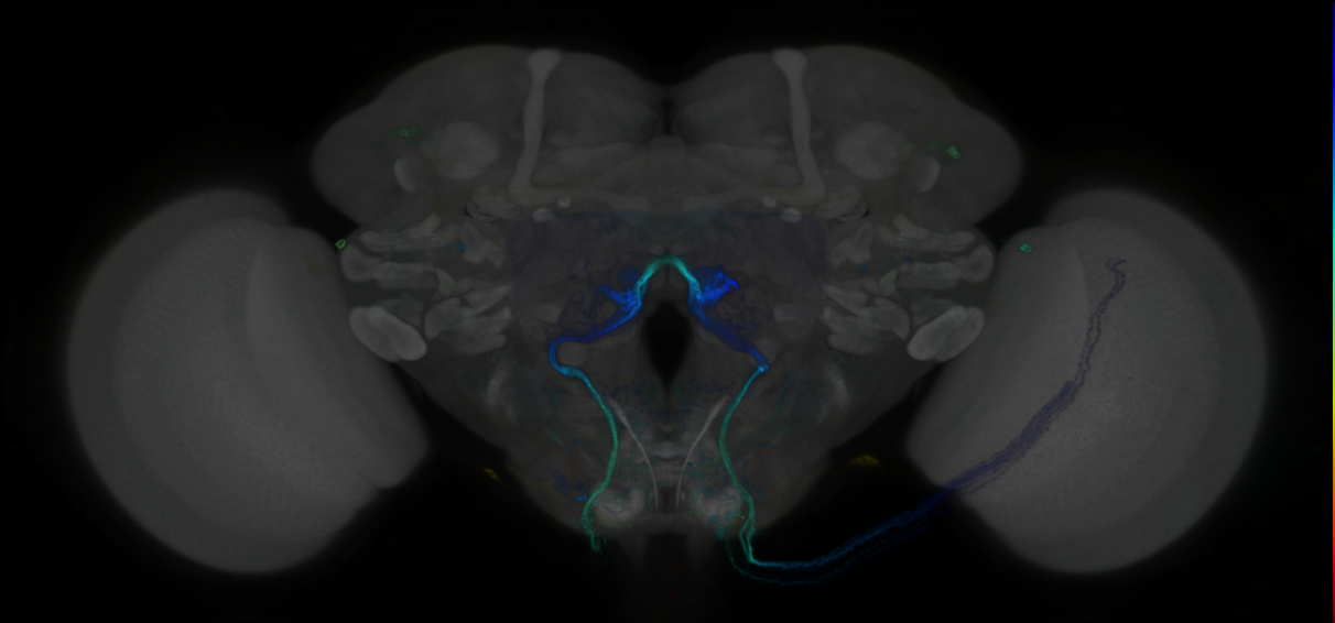 P{GMR44C09-GAL4} expression pattern