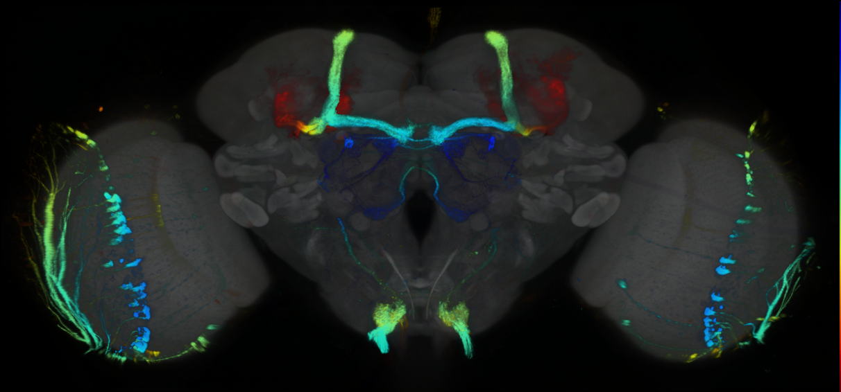 P{GMR44D07-GAL4} expression pattern