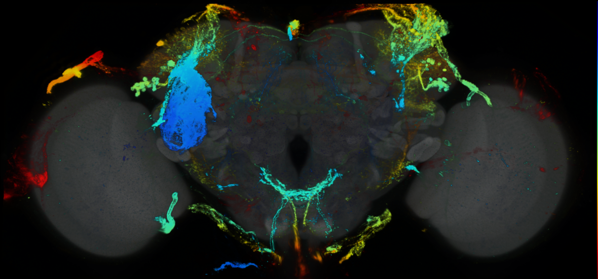 P{GMR44G08-GAL4} expression pattern