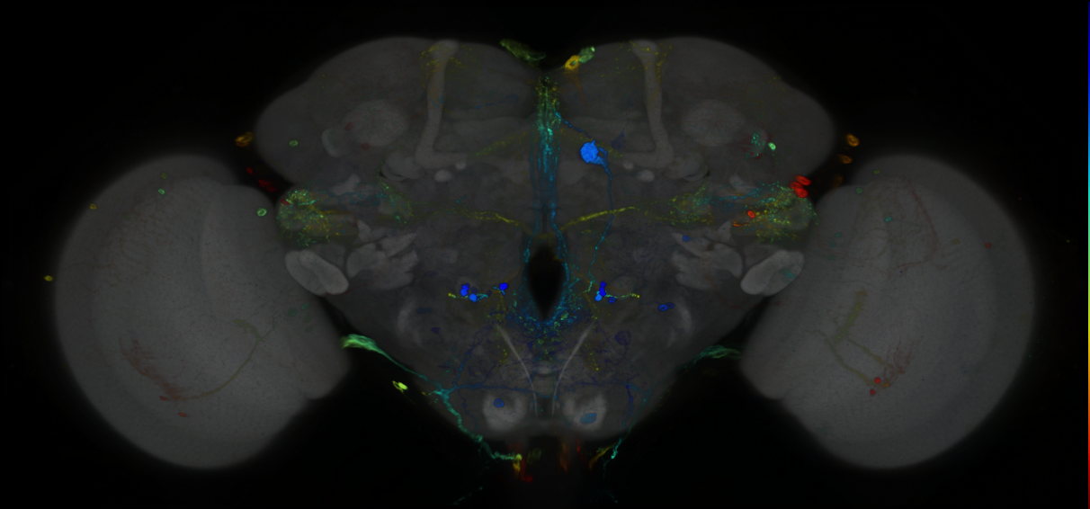 P{GMR44H01-GAL4} expression pattern