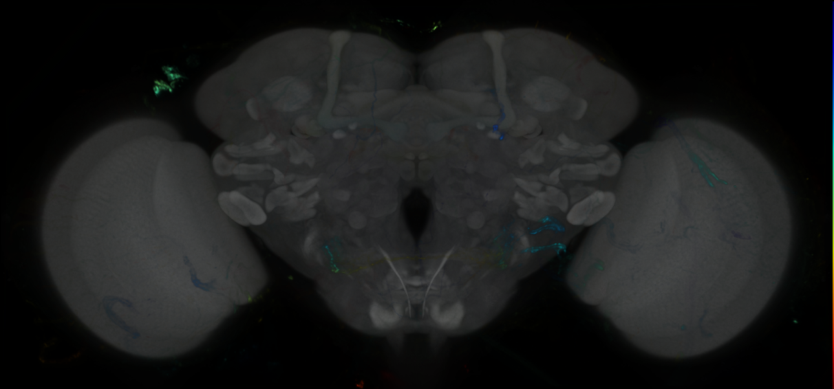 P{GMR45A11-GAL4} expression pattern