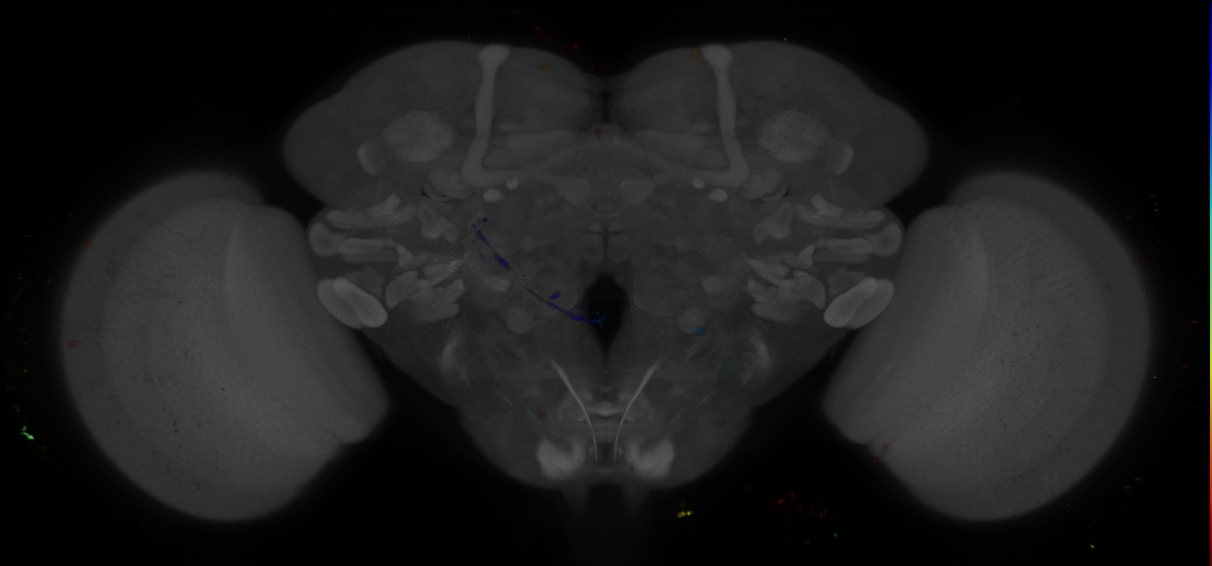 P{GMR46B07-GAL4} expression pattern