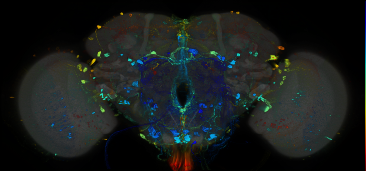 P{GMR46C03-GAL4} expression pattern
