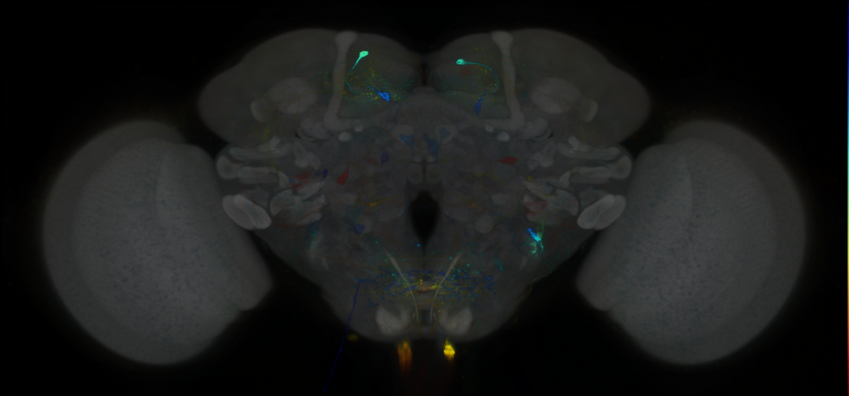 P{GMR46C05-GAL4} expression pattern