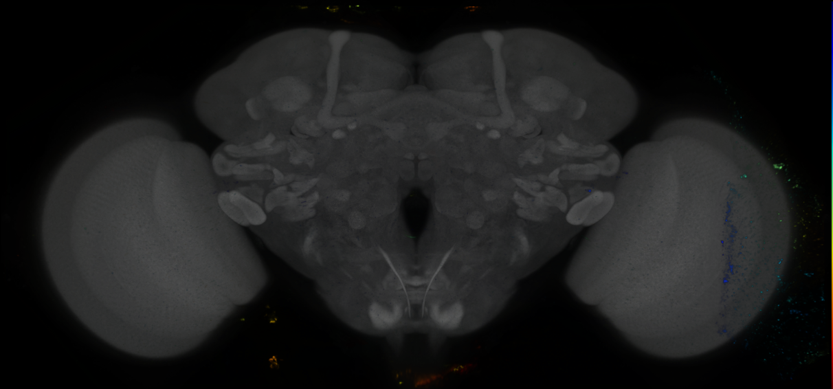 P{GMR46C08-GAL4} expression pattern