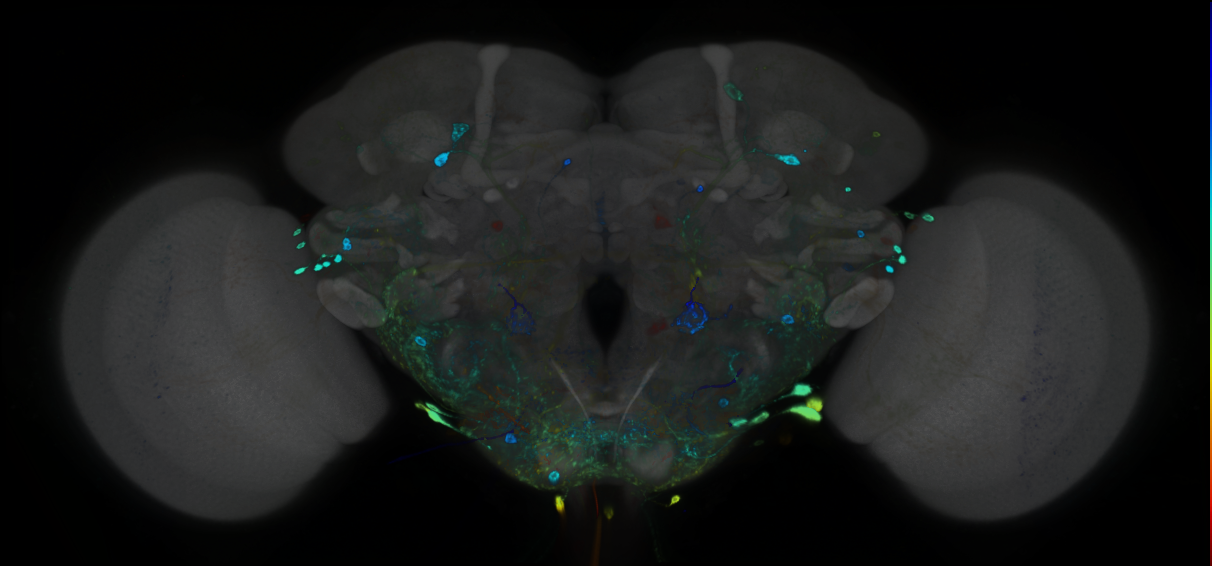 P{GMR47D05-GAL4} expression pattern