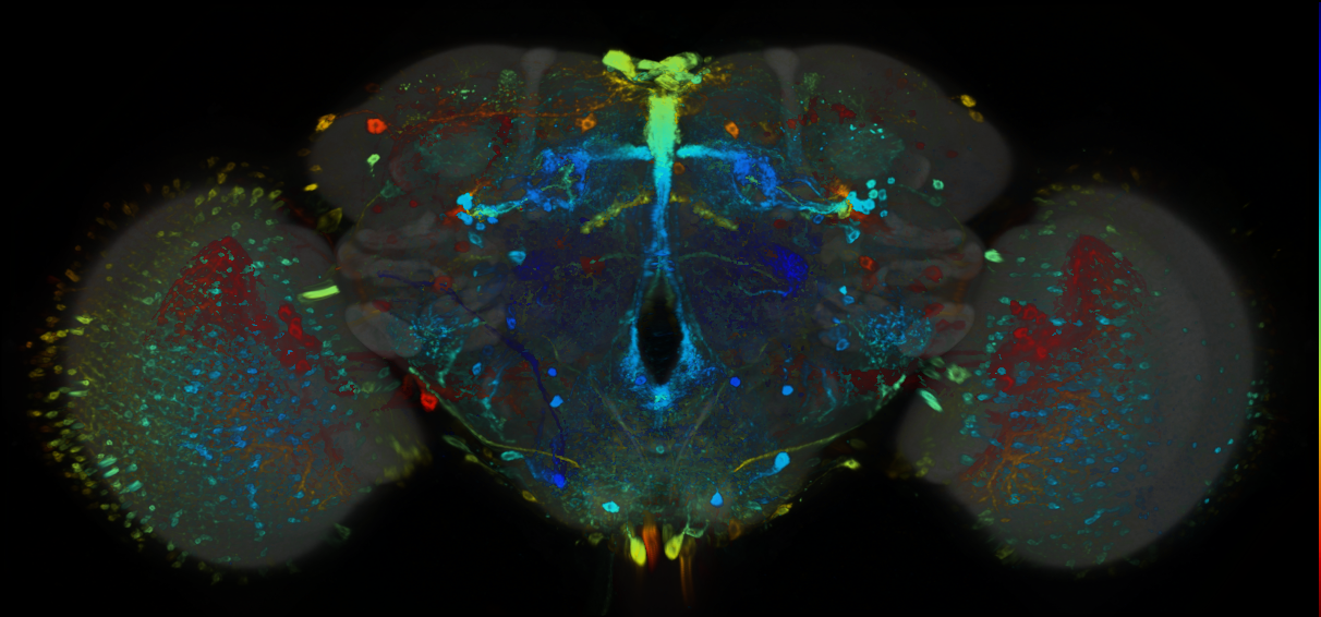 P{GMR47H06-GAL4} expression pattern