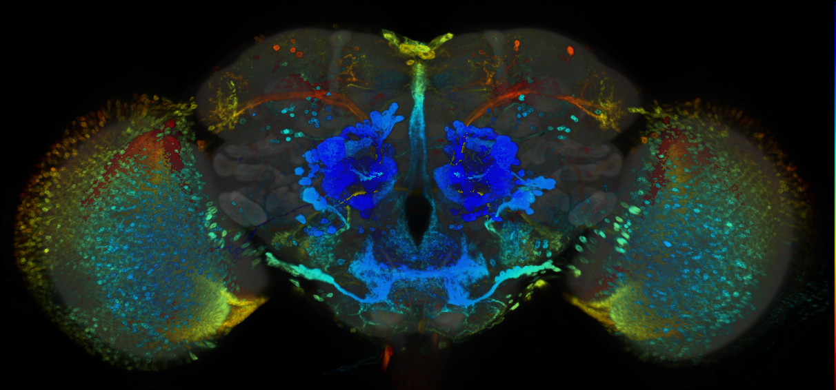 P{GMR48H12-GAL4} expression pattern