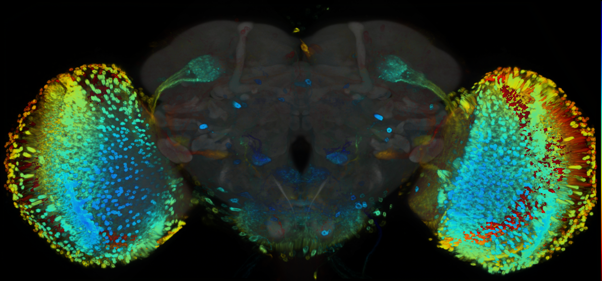 P{GMR49H06-GAL4} expression pattern