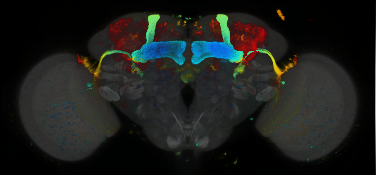 P{GMR50A07-GAL4} expression pattern