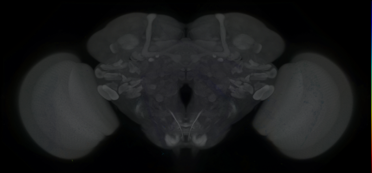 P{GMR50C02-GAL4} expression pattern