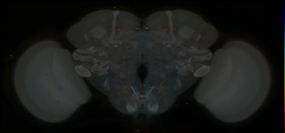 P{GMR50G12-GAL4} expression pattern