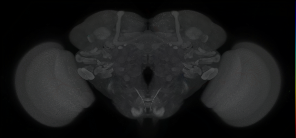 P{GMR50H10-GAL4} expression pattern
