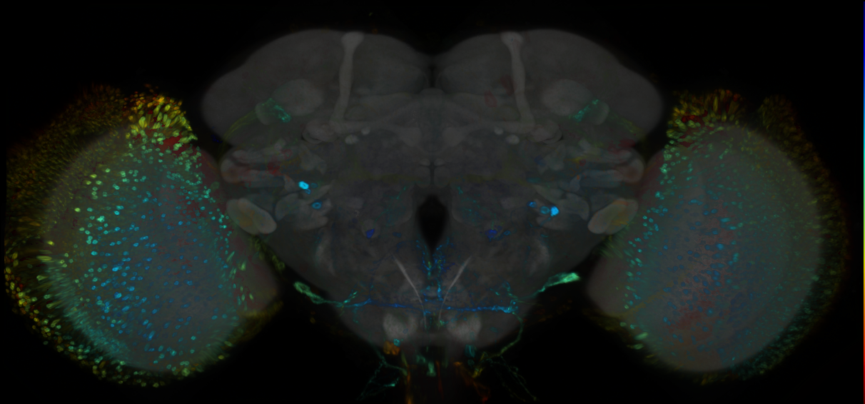 P{GMR51B04-GAL4} expression pattern