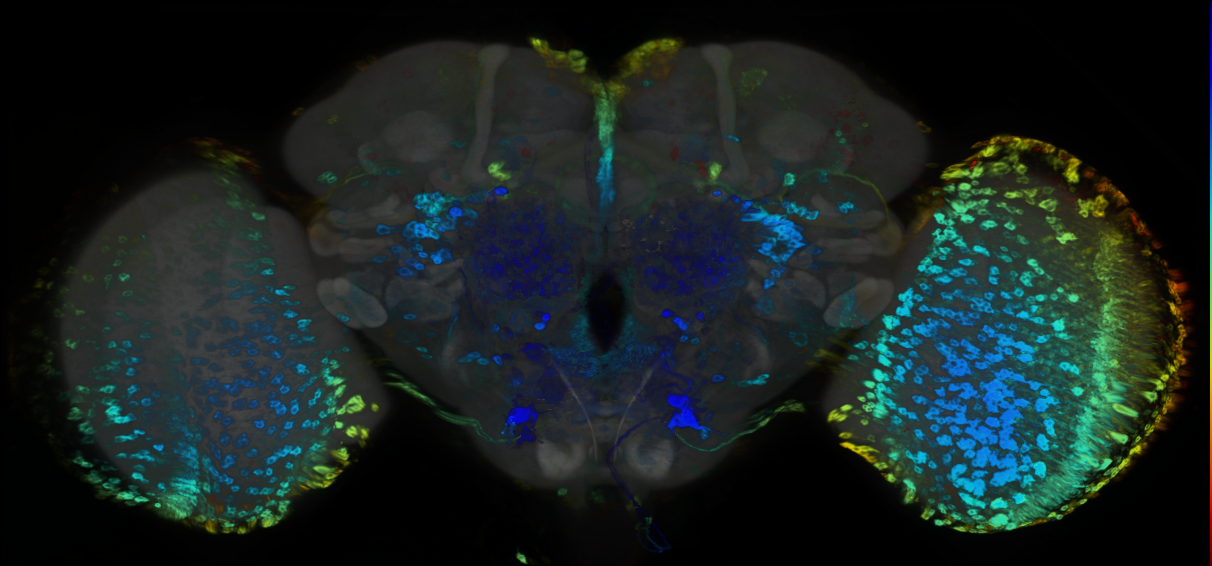 P{GMR51E03-GAL4} expression pattern