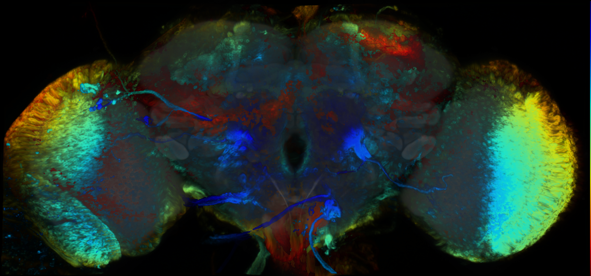 P{GMR51E12-GAL4} expression pattern