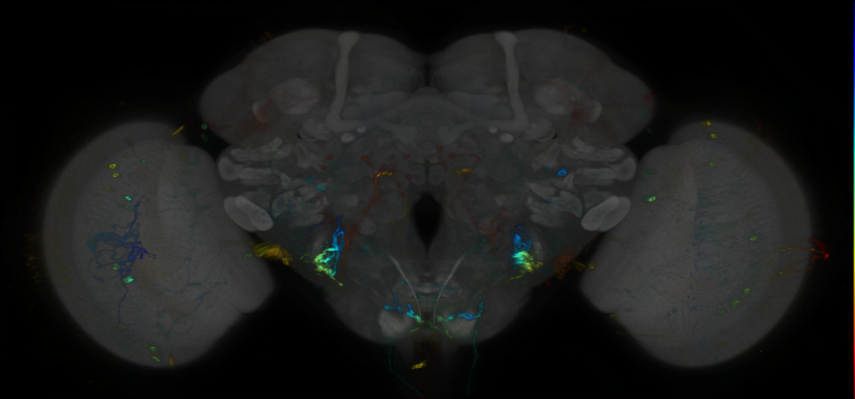 P{GMR53A02-GAL4} expression pattern