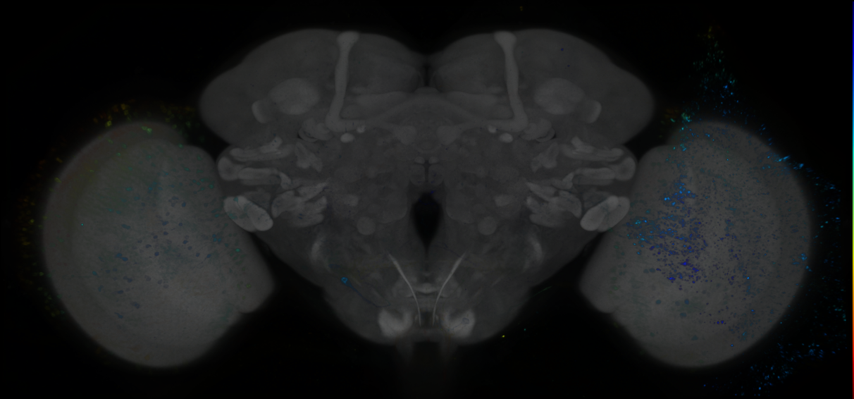 P{GMR53D03-GAL4} expression pattern