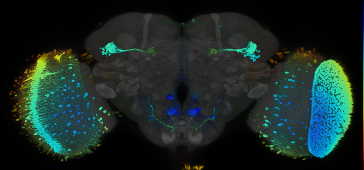 P{GMR53G02-GAL4} expression pattern