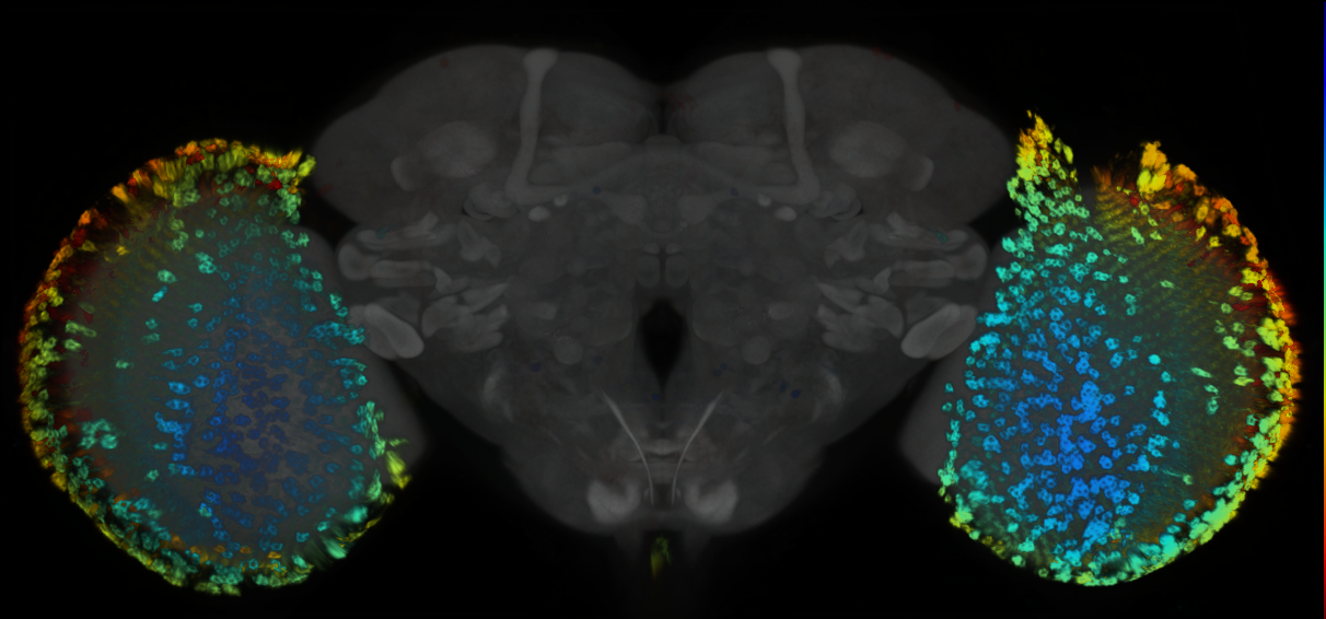 P{GMR54B06-GAL4} expression pattern