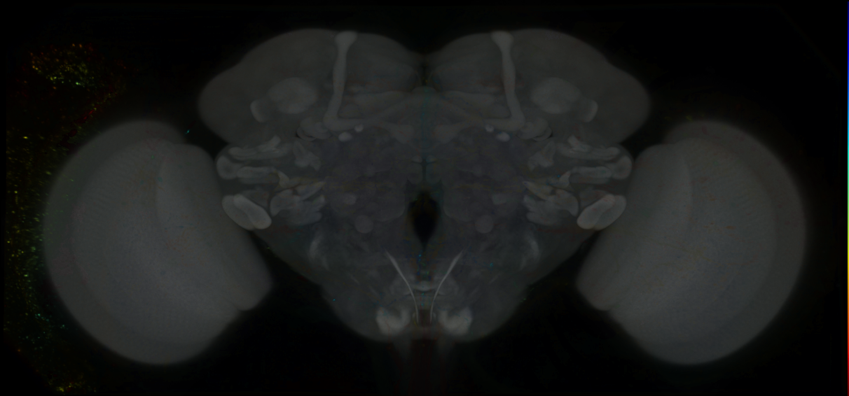 P{GMR54B10-GAL4} expression pattern
