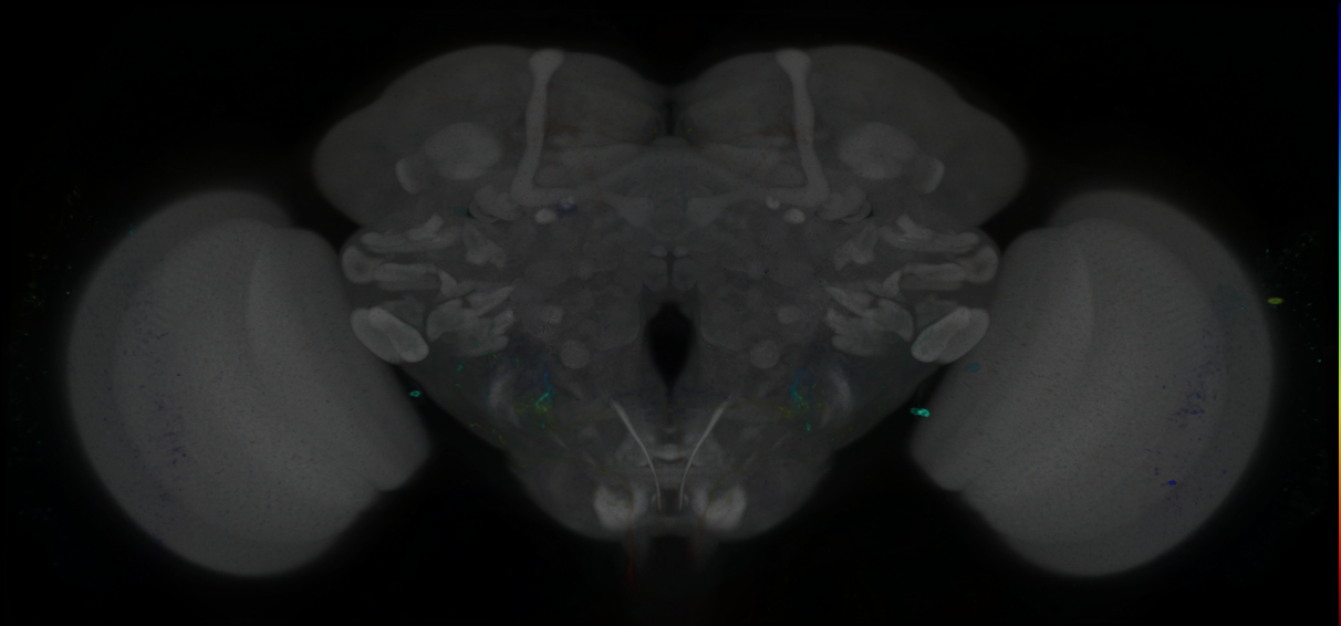 P{GMR54F03-GAL4} expression pattern