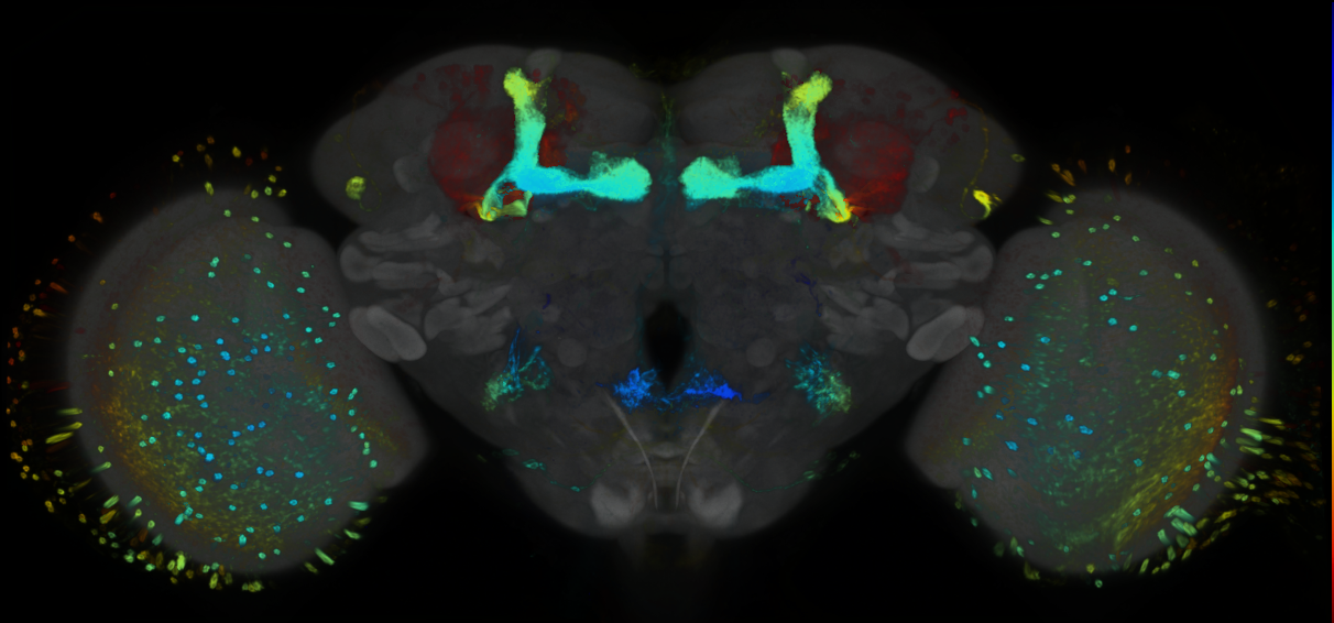 P{GMR54H11-GAL4} expression pattern