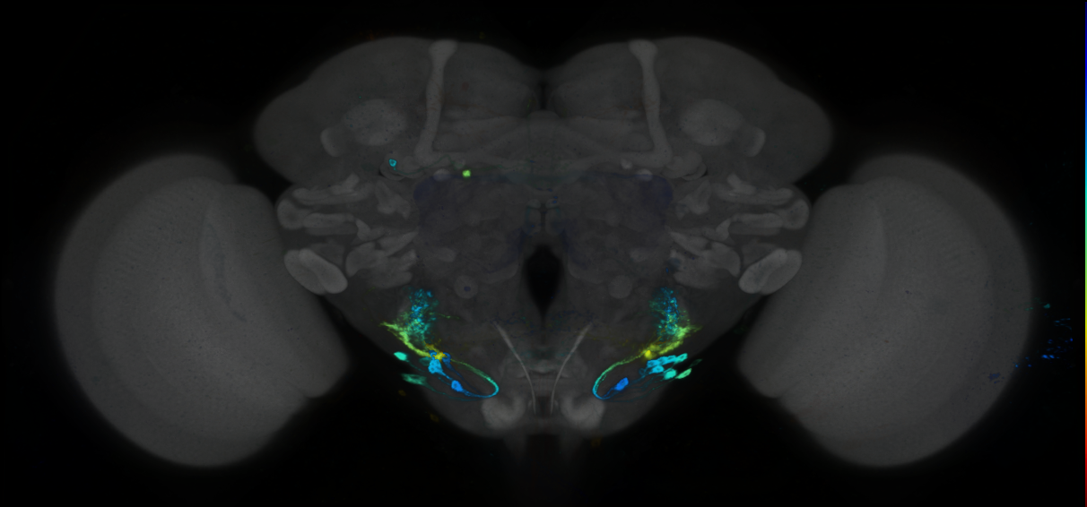 P{GMR55C02-GAL4} expression pattern
