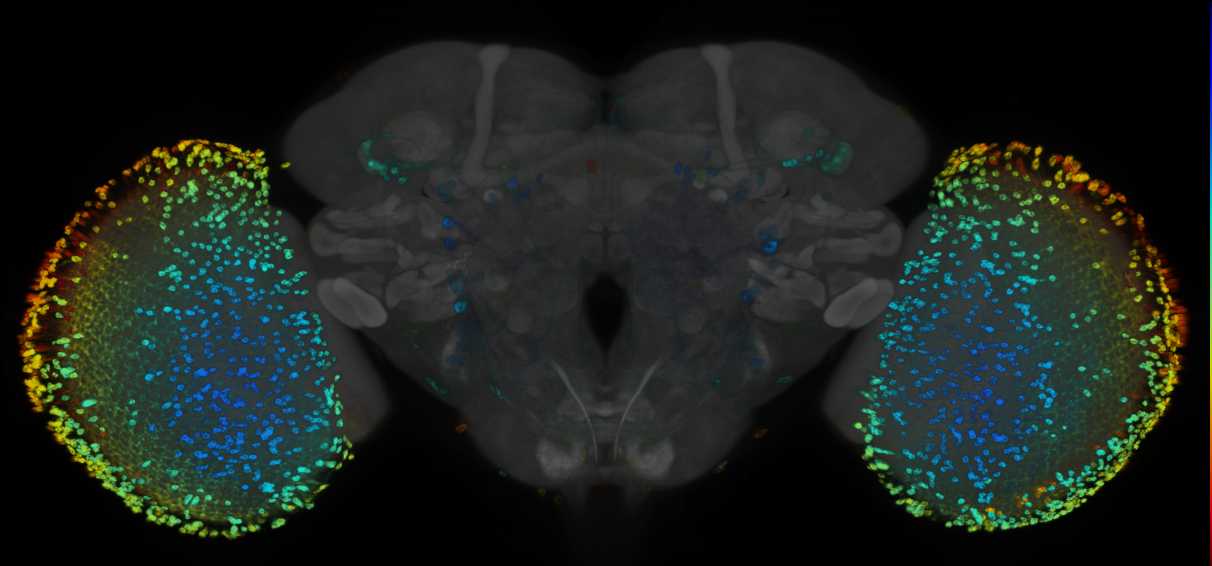 P{GMR55D08-GAL4} expression pattern