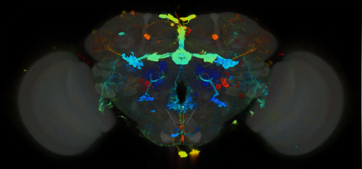 P{GMR55E02-GAL4} expression pattern