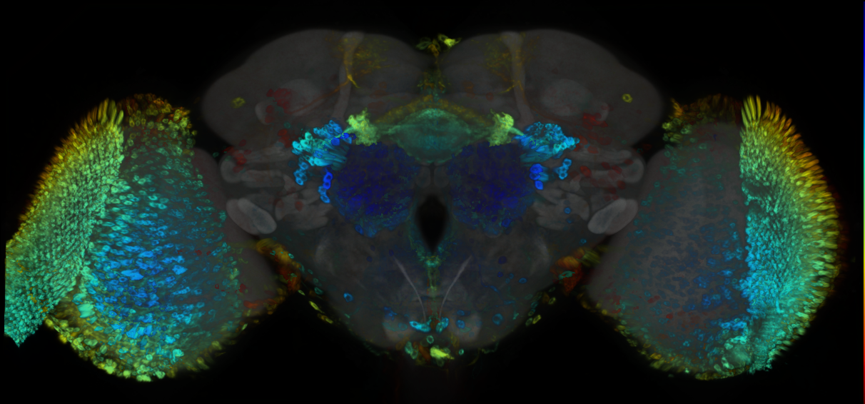 P{GMR55E05-GAL4} expression pattern
