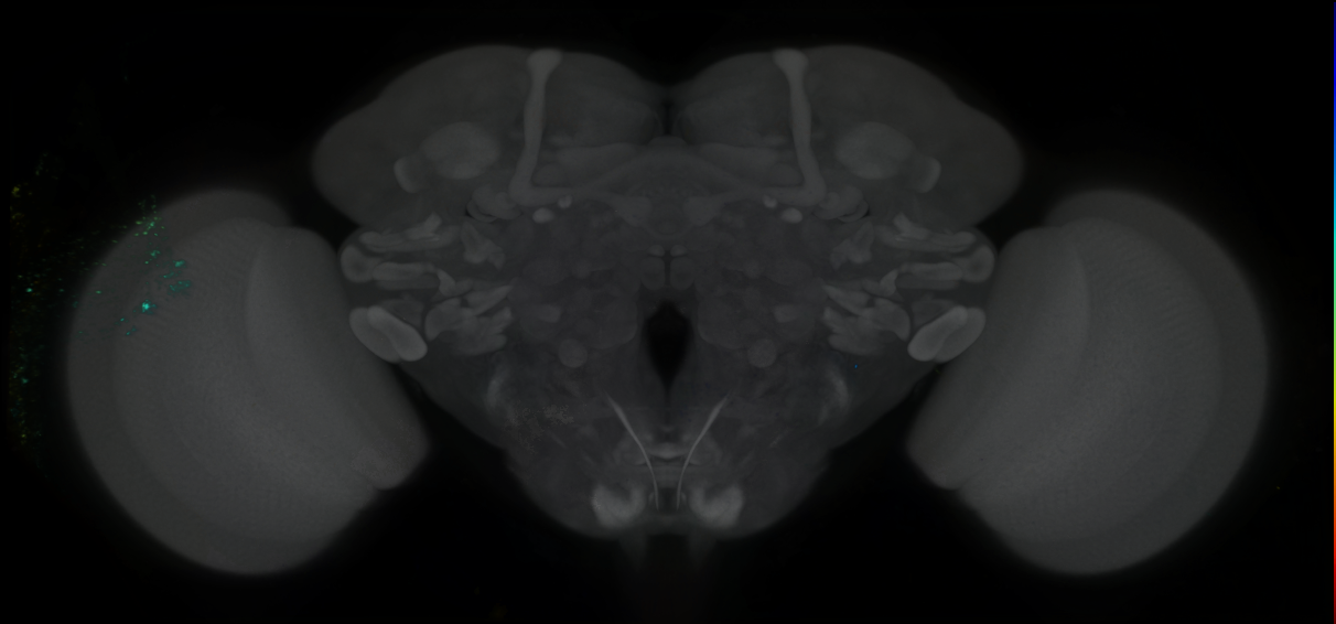 P{GMR56B02-GAL4} expression pattern
