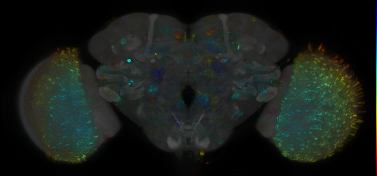 P{GMR56B08-GAL4} expression pattern