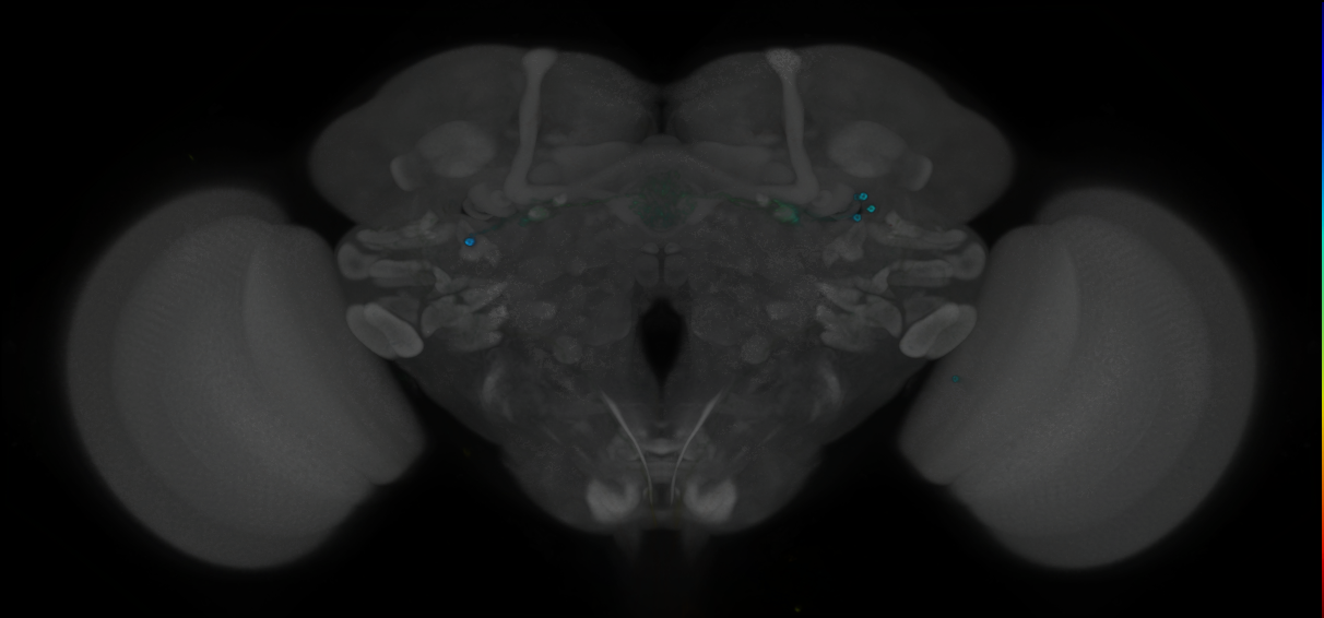 P{GMR56C09-GAL4} expression pattern