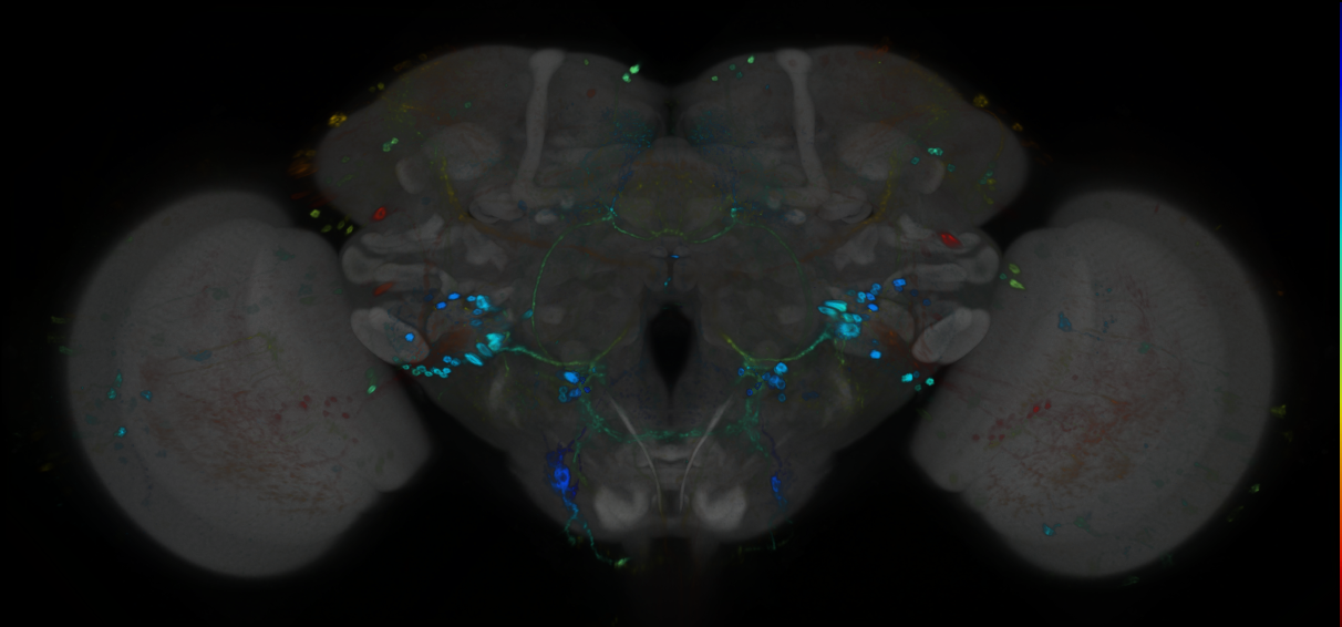 P{GMR56F04-GAL4} expression pattern