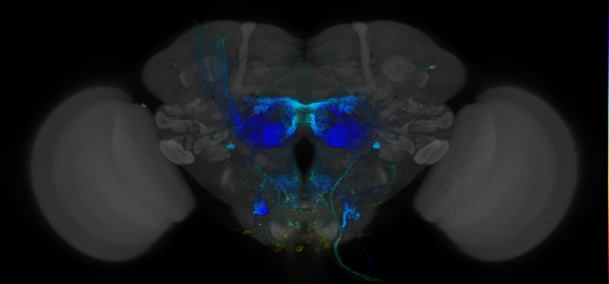 P{GMR56F10-GAL4} expression pattern