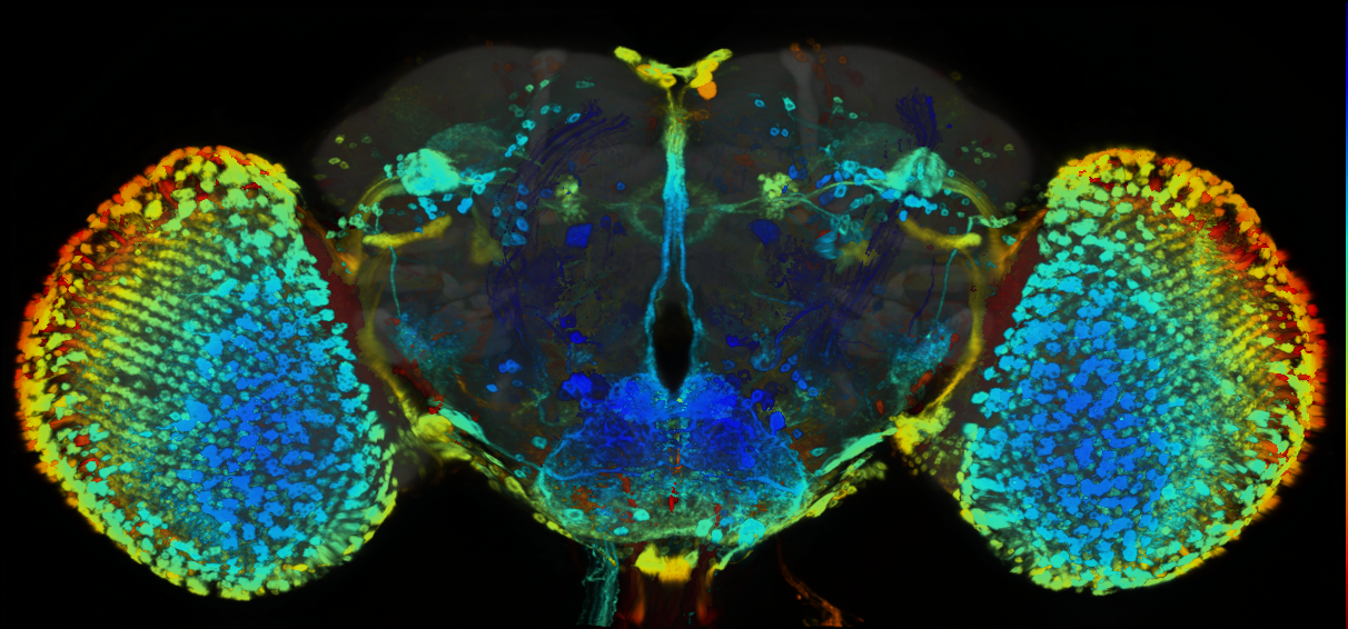 P{GMR58H04-GAL4} expression pattern