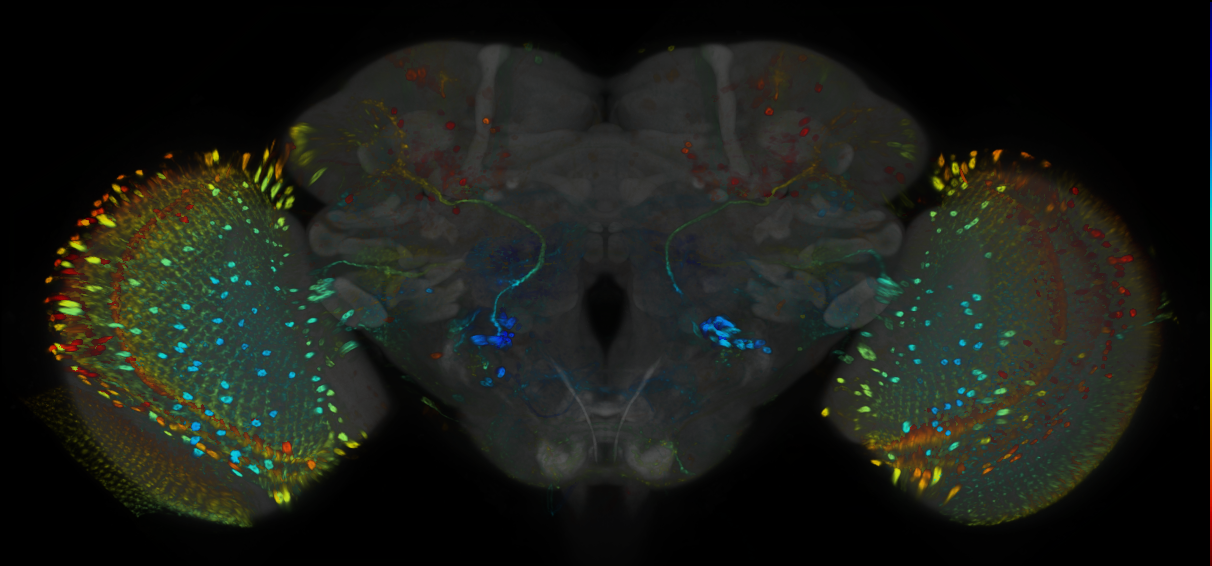 P{GMR59A10-GAL4} expression pattern