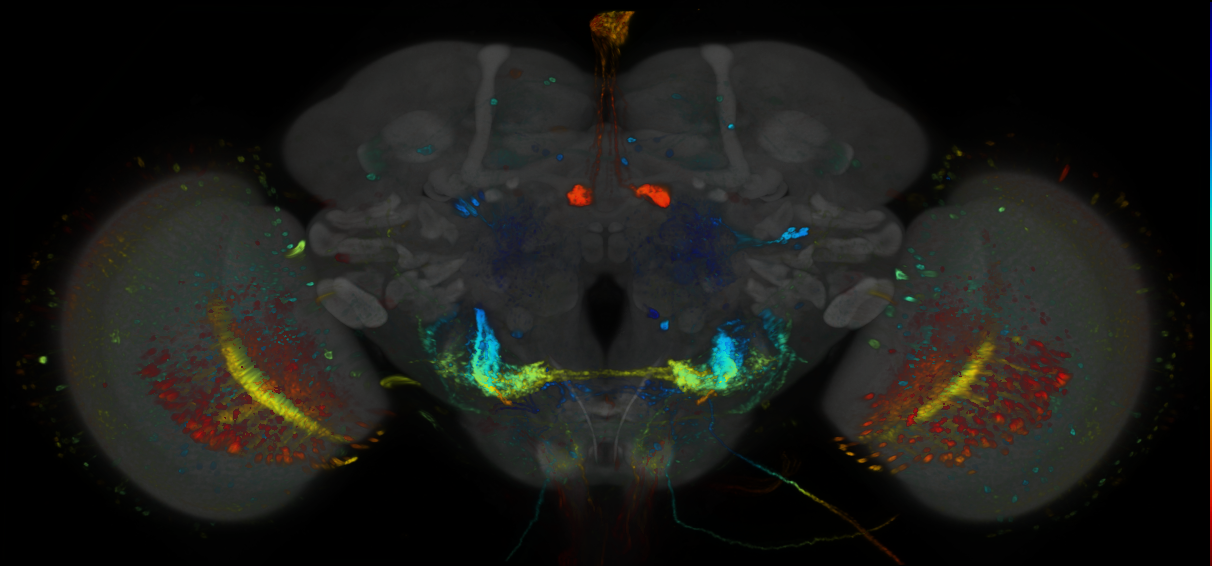 P{GMR59C08-GAL4} expression pattern