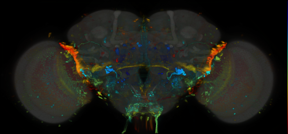 P{GMR59D06-GAL4} expression pattern