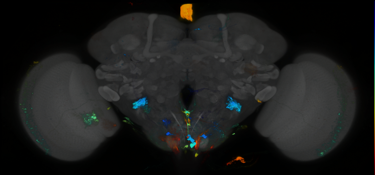 P{GMR59G01-GAL4} expression pattern