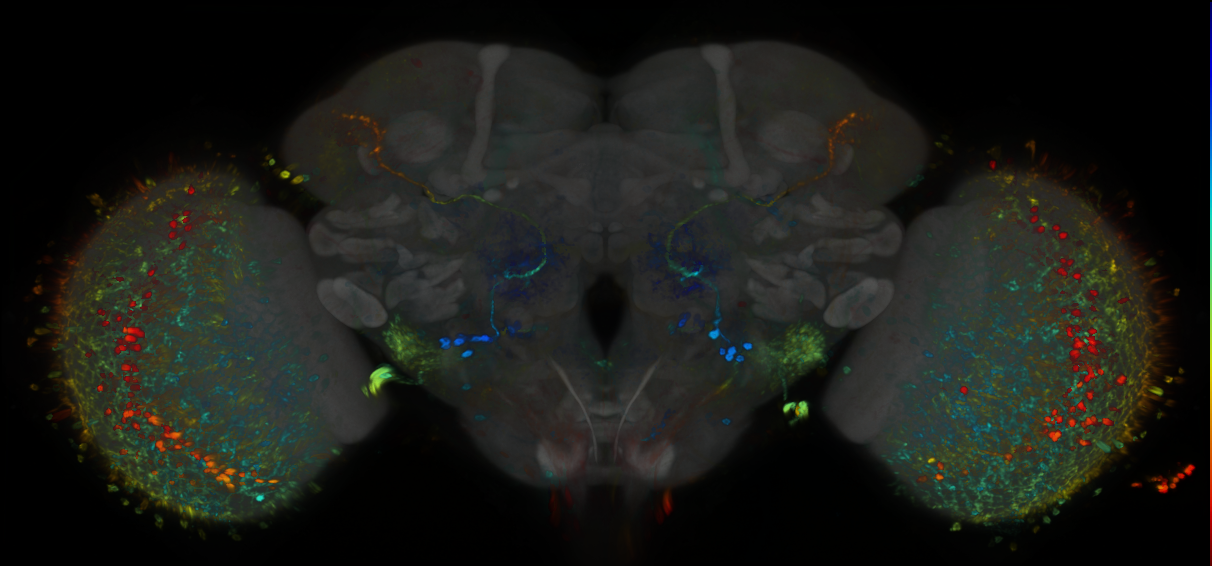 P{GMR59H06-GAL4} expression pattern